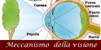 Meccanismo della visione
