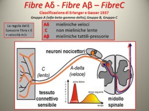 invia il messaggio dolorifico ad una struttura encefalica