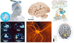 Neuroscienze, scienza del cervello