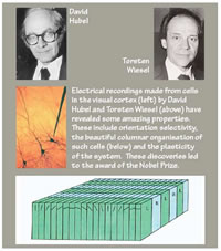 David Hubel e Tornsten Wiesel