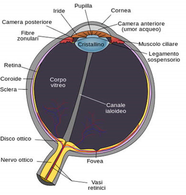 anatomia dell'occhio