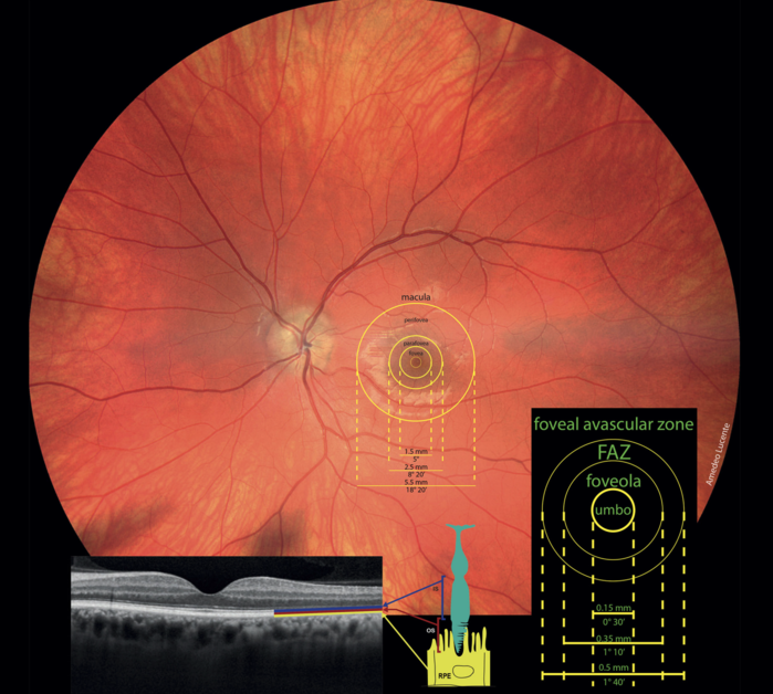 Osservazioni Cliniche Oculistica