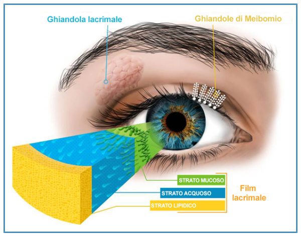 Portale di Oculistica - Sindrome dell'occhio secco