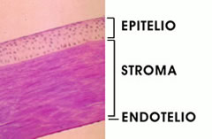 Struttura della cornea