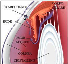 Sezione anatomica delle vie di 
    deflusso dellumor acqueo